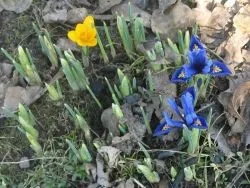 Цибулини квітів