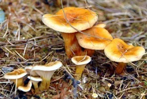 помилкові лисички