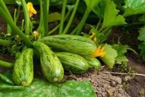 Кращі сорти кабачків для відкритого грунту з фото, назвою і описом (кабачків) Кращі сорти кабачків для відкритого грунту з фото, назвою і описом