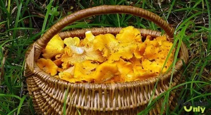 Помилкові лисички як відрізнити (лисички) Помилкові лисички як відрізнити