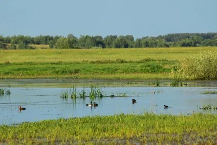 Лугове озеро і його мешканці, дикий журнал (мешканці) Лугове озеро і його мешканці, дикий журнал