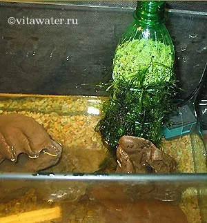 Маленький акваріум - джерело на письмовому столі (Наведіть картинку мишку) Маленький акваріум - джерело на письмовому столі