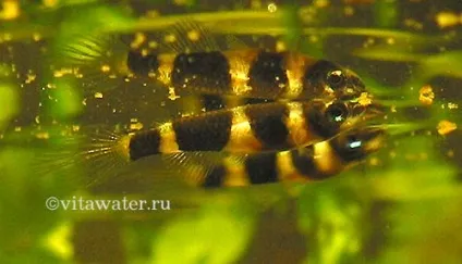 Маленький акваріум - джерело на письмовому столі (вийде скачайте кодек) Маленький акваріум - джерело на письмовому столі