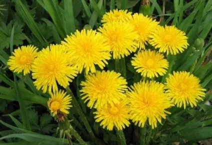 Маска з кульбаб для особи в домашніх умовах для всіх типів (Маска особи кульбаби) Маска з кульбаб для особи в домашніх умовах для всіх типів