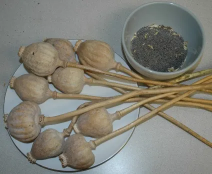 макова солома