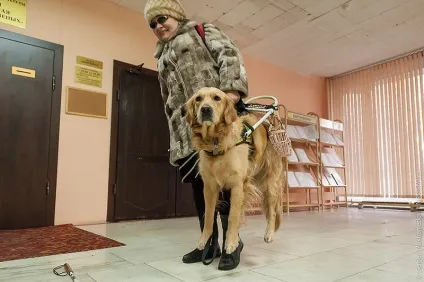 Золоті собаки - новини в фотографіях (навчально-кінологічного центру Золоті собаки - новини в фотографіях