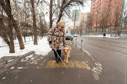 Золоті собаки - новини в фотографіях (тренер просторового орієнтування) Золоті собаки - новини в фотографіях