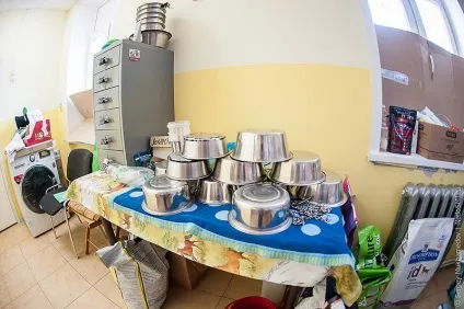 Золоті собаки - новини в фотографіях (собаки) Золоті собаки - новини в фотографіях