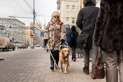 Золоті собаки - новини в фотографіях (золоті) Золоті собаки - новини в фотографіях