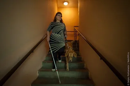 Золоті собаки - новини в фотографіях (собаки) Золоті собаки - новини в фотографіях