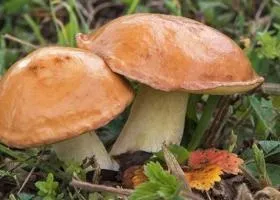 Маслюки склад, калорійність, користь, рецепти
