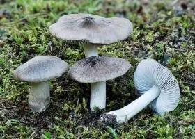 Маслюки склад, калорійність, користь, рецепти