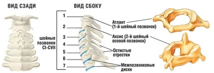 Масаж шийного відділу