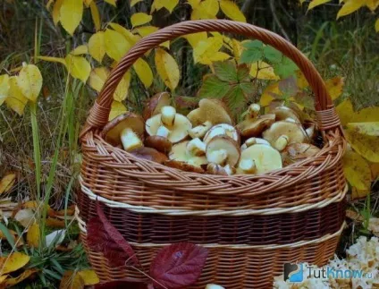 Маслюки склад, калорійність, користь, рецепти
