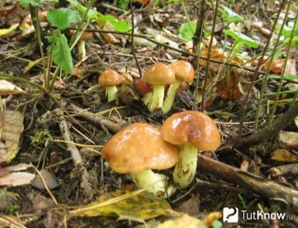 Маслюки склад, калорійність, користь, рецепти