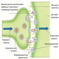 Механізм дії нікотину