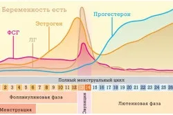 Місячні при годуванні грудним молоком регулярність циклу, що робити (немовля і мама) Місячні при годуванні грудним молоком регулярність циклу, що робити