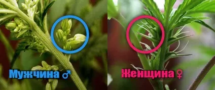 Методи визначення статі канабісу (статі) Методи визначення статі канабісу