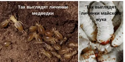 Капустянка фото, опис, способи боротьби (способи) Капустянка фото, опис, способи боротьби