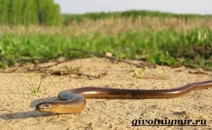мідянка змія