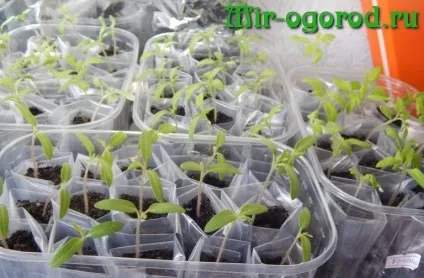 Метод вирощування Галини Кизими (метод) Метод вирощування Галини Кизими