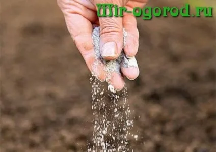 Метод вирощування Галини Кизими (одну столову ложку) Метод вирощування Галини Кизими