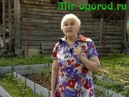 Метод вирощування Галини Кизими (Галини) Метод вирощування Галини Кизими