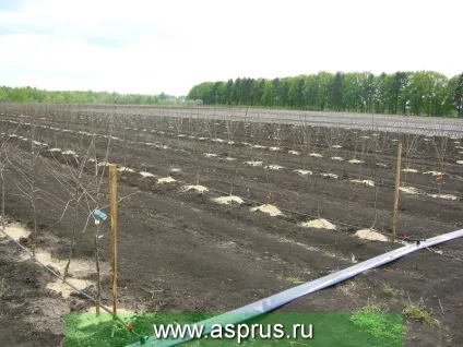 Методи вимірювання вологості грунту, аппяпм (ожина) Методи вимірювання вологості грунту, аппяпм