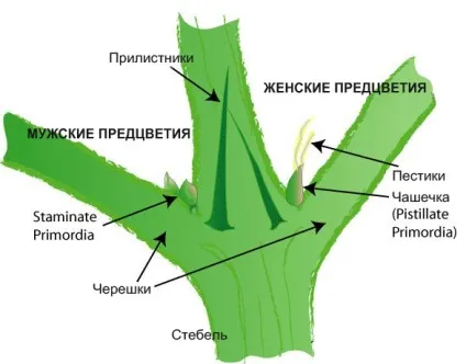 Методи визначення статі канабісу (методи) Методи визначення статі канабісу