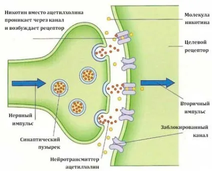 Механізм дії нікотину