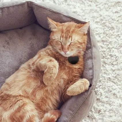 Медальйон-маячок для кішок tabcat купити, ціни, відгуки, фото, відео (tabcat) Медальйон-маячок для кішок tabcat купити, ціни, відгуки, фото, відео