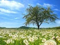 Багаторічні квіти для сибіру огляд низькорослих і високорослих багаторічників (вимагає особливого догляду) Багаторічні квіти для сибіру огляд низькорослих і високорослих багаторічників