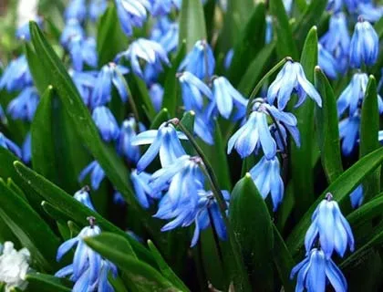 Багаторічні квіти для сибіру огляд низькорослих і високорослих багаторічників (багаторічні квіти для сибіру) Багаторічні квіти для сибіру огляд низькорослих і високорослих багаторічників
