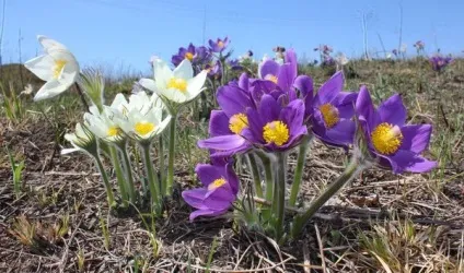 Багаторічники для сибіру фото і назва (багаторічники) Багаторічники для сибіру фото і назва