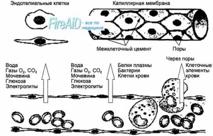 Мікроциркуляція (мікрогемодінамікі) (проникність) Мікроциркуляція (мікрогемодінамікі)