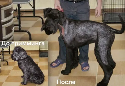 Миттельшнауцер на фото, опис і зовнішній вигляд (переймаються своїм зовнішнім виглядом) Миттельшнауцер на фото, опис і зовнішній вигляд