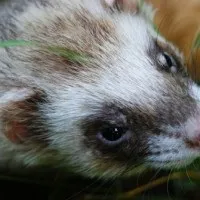 Морські котики