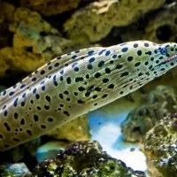 Морські котики