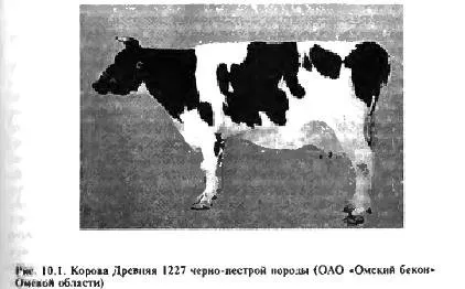 Молочна продуктивність - все про тваринництво (корови) Молочна продуктивність - все про тваринництво