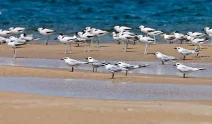 Морські птахи назви, опис і фото (морські птахи альбатрос птах пінгвін це птах) Морські птахи назви, опис і фото