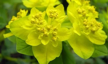 Молочай - види, властивості, посадка, розмноження, догляд (розмноження) Молочай - види, властивості, посадка, розмноження, догляд
