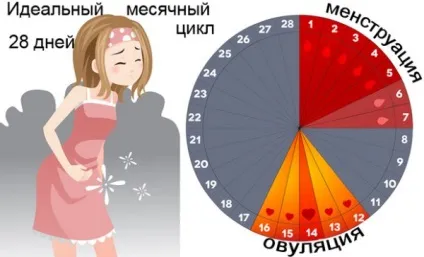 Чи можуть антибіотики вплинути на місячні (можуть) Чи можуть антибіотики вплинути на місячні