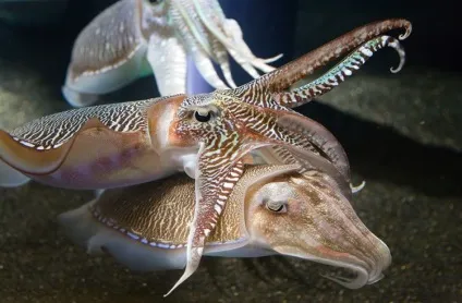 морська каракатиця