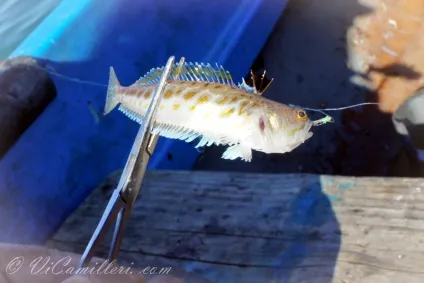 Морський дракон в чорному морі (різне) Морський дракон в чорному морі