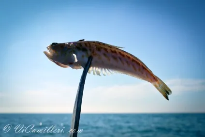 Морський дракон в чорному морі (різне) Морський дракон в чорному морі