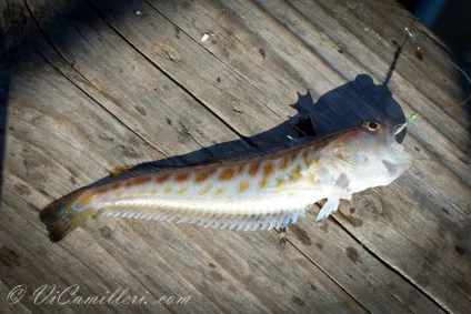 Морський дракон в чорному морі (різне) Морський дракон в чорному морі
