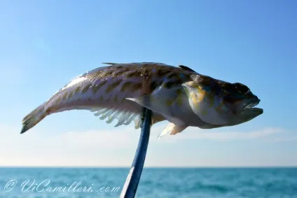 Морський дракон в чорному морі (чорному) Морський дракон в чорному морі