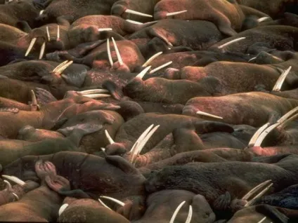 Моржі, морські ссавці, фото, цікаві факти (морж Odobenus rosmarus) Моржі, морські ссавці, фото, цікаві факти