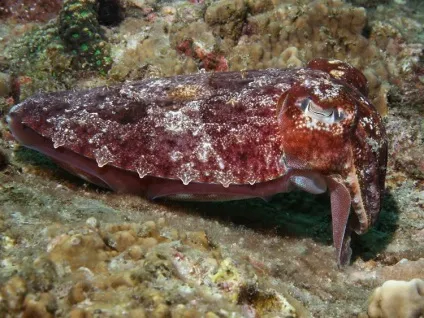 морська каракатиця