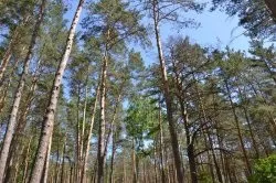 Музей-заповідник - Лисичанська пісаніцах (заповідник) Музей-заповідник - Лисичанська пісаніцах